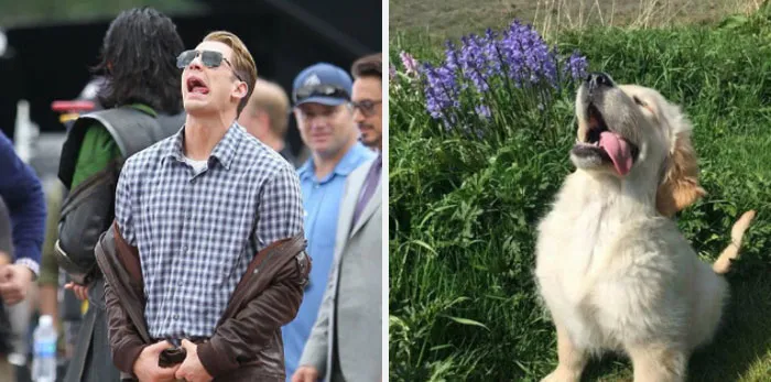 This Twitter Account Is On A Mission To Prove That Chris Evans Is A Golden Retriever, And Already Has 55K Supporters