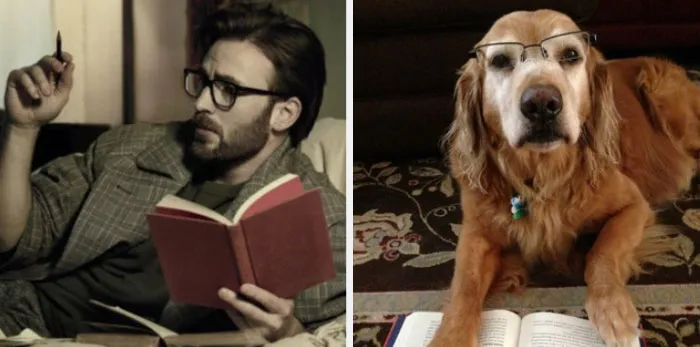 This Twitter Account Is On A Mission To Prove That Chris Evans Is A Golden Retriever, And Already Has 55K Supporters