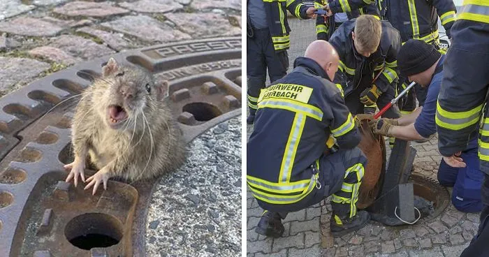People Are Laughing At A Fat Rat That Got Stuck In Sewer Grate And Needed Fire Brigade To Save Her