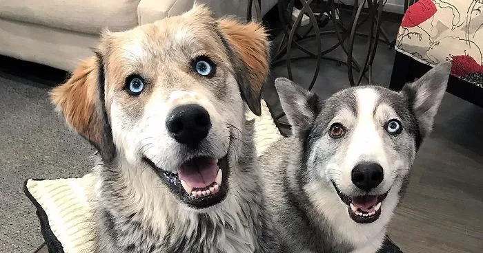 61 Crossbreeds Dogs That Are So Cute You'll Want One Of Your Own
