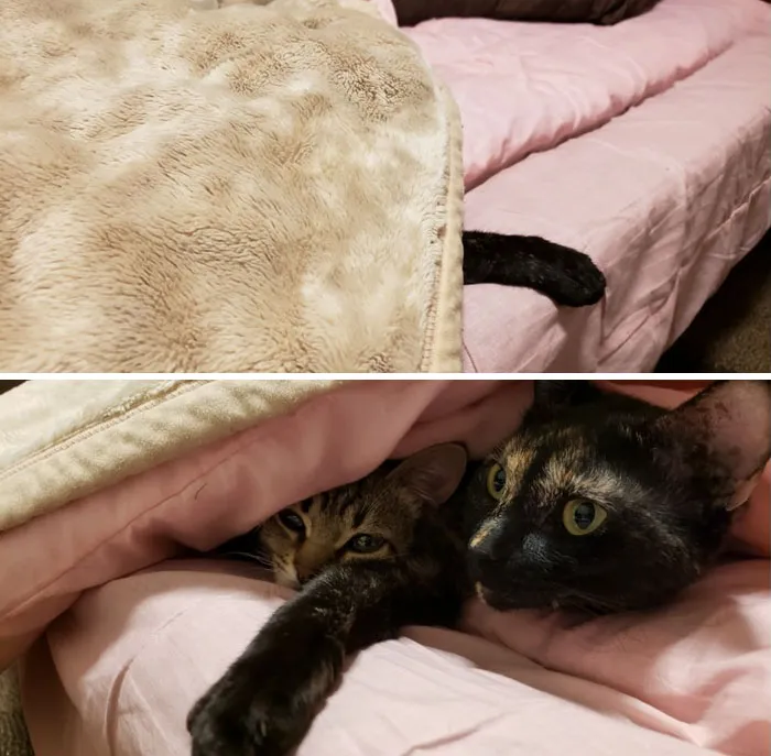 Arrived Back At My Airbnb In Japan To Find This In My Bed