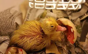 Woman Buys A Balut Egg In A Restaurant And Hatches The Duckling That’s Now Her Best Friend