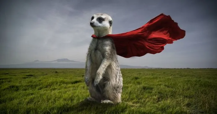 Artist Uses Digital Manipulation To Show How Animals Act When People Are Not Watching (30 Pics)
