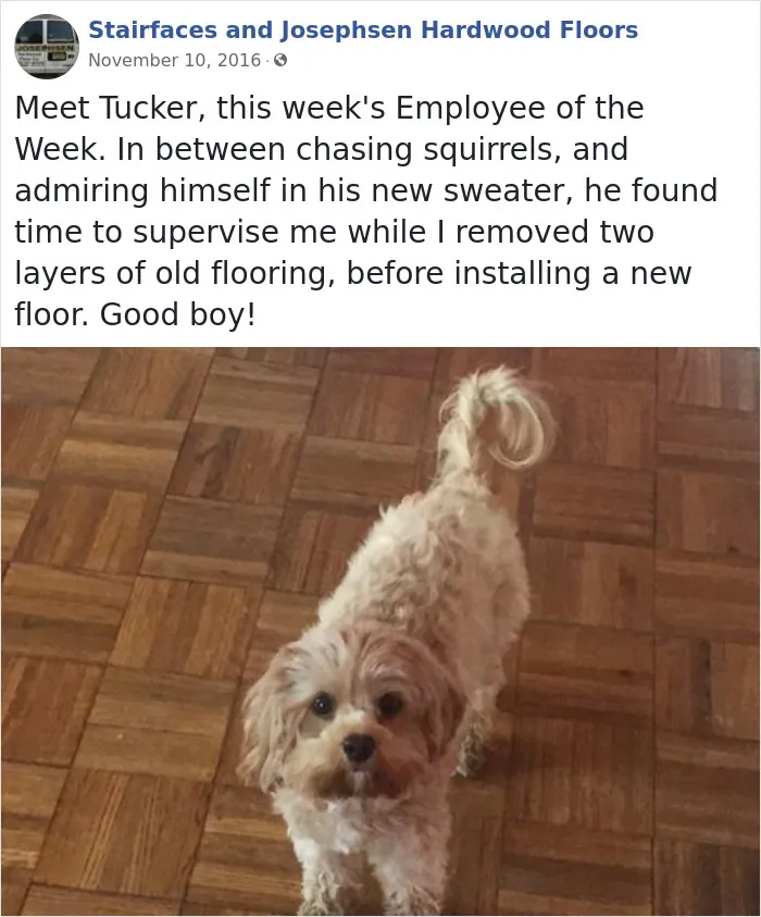 30 adorables "Empleados de la semana" que este contratista conoció en las casas de sus clientes