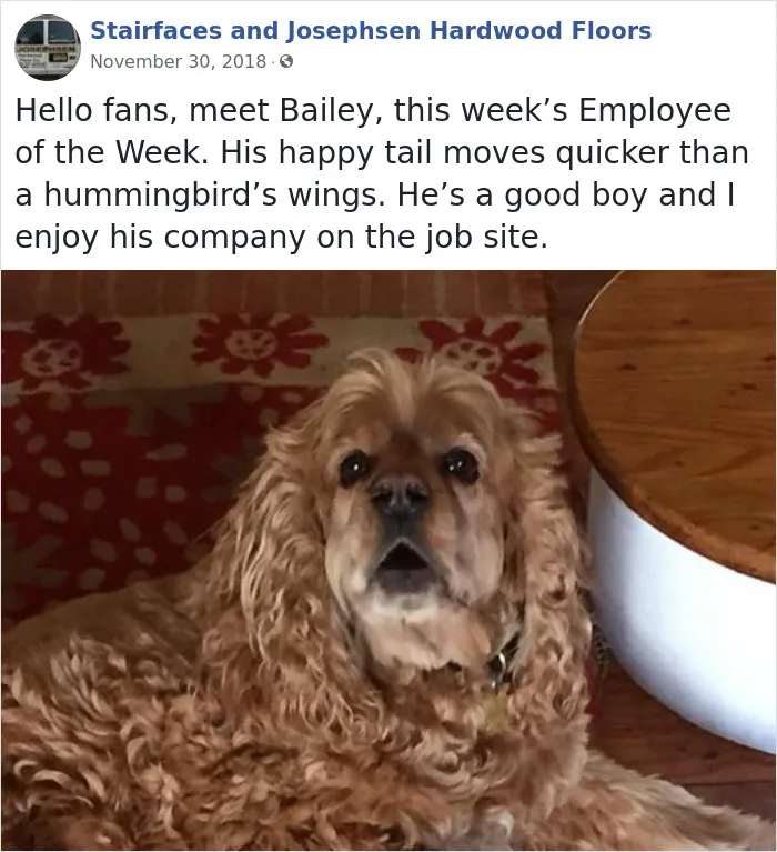 30 Adorable 'Employees Of The Week' That This Contractor Met At The Houses He Works At