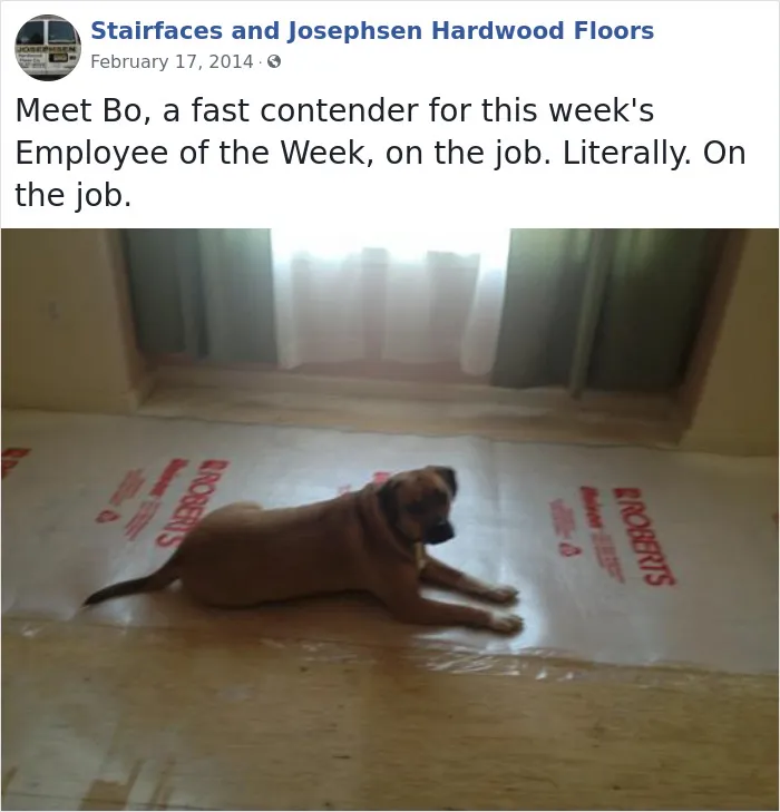 30 adorables "Empleados de la semana" que este contratista conoció en las casas de sus clientes