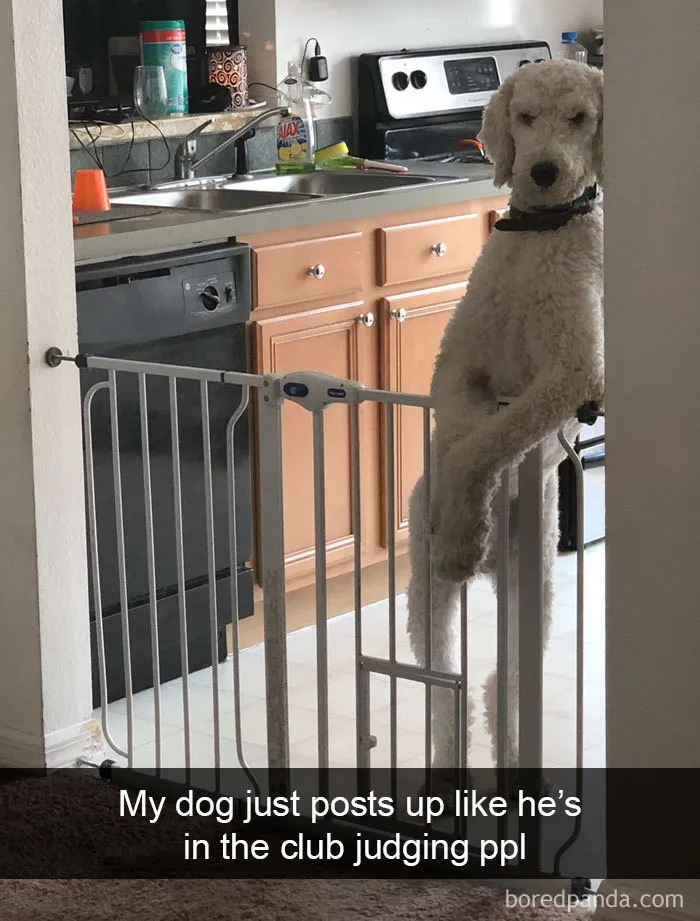 30 Funny And Cute Dog Snapchats That Will Hopefully Make Your Day
