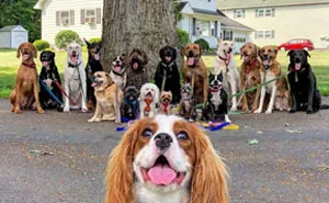 These Lovely Dogs 'Pack Walk' And Pose For Pictures Together Every Day