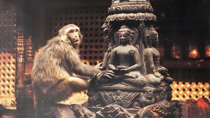 Monkey In Kathmandu, Nepal