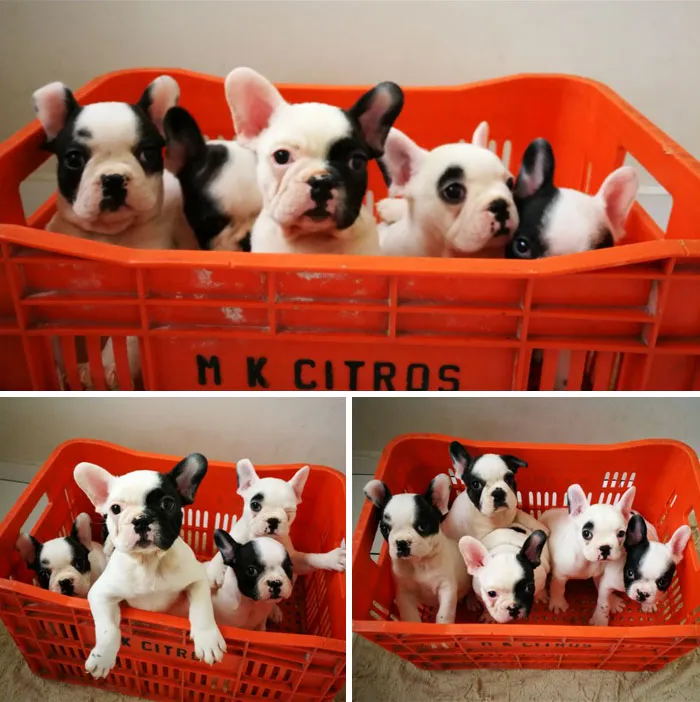 Airbnb Host Was Concerned I Would Cancel Because He Had Puppies. Instead, I Stayed An Extra Week!