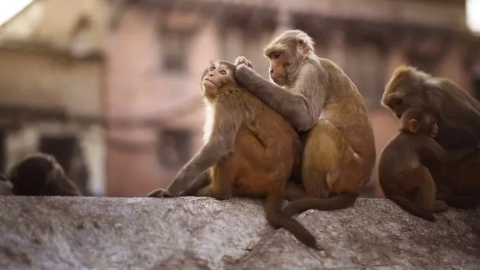 Monkeys In A Temple, Kathmandu, Nepal