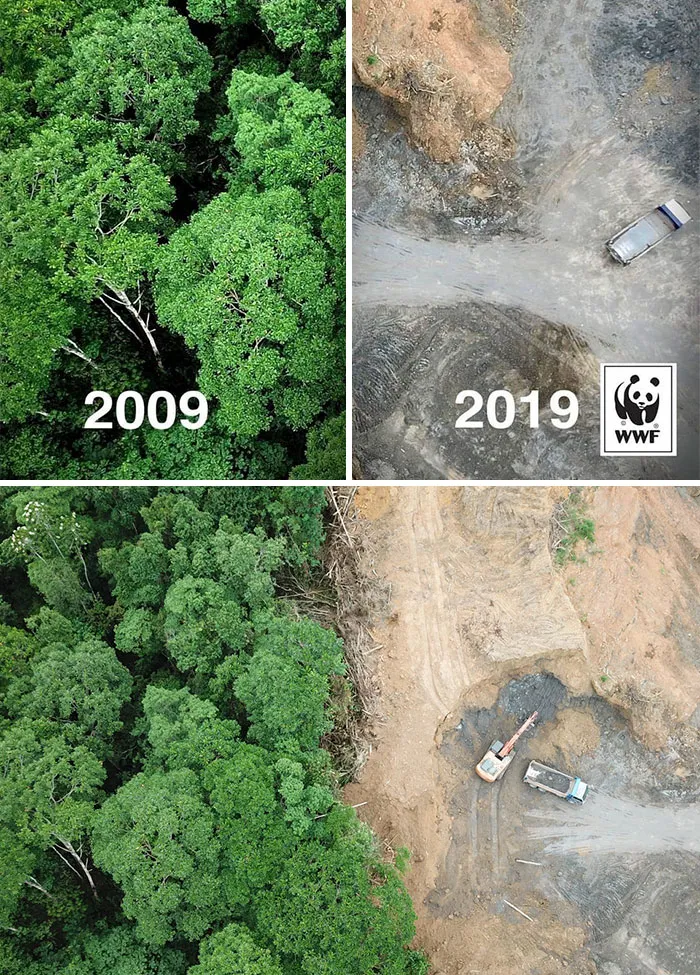 #10yearschallenge contra la deforestación