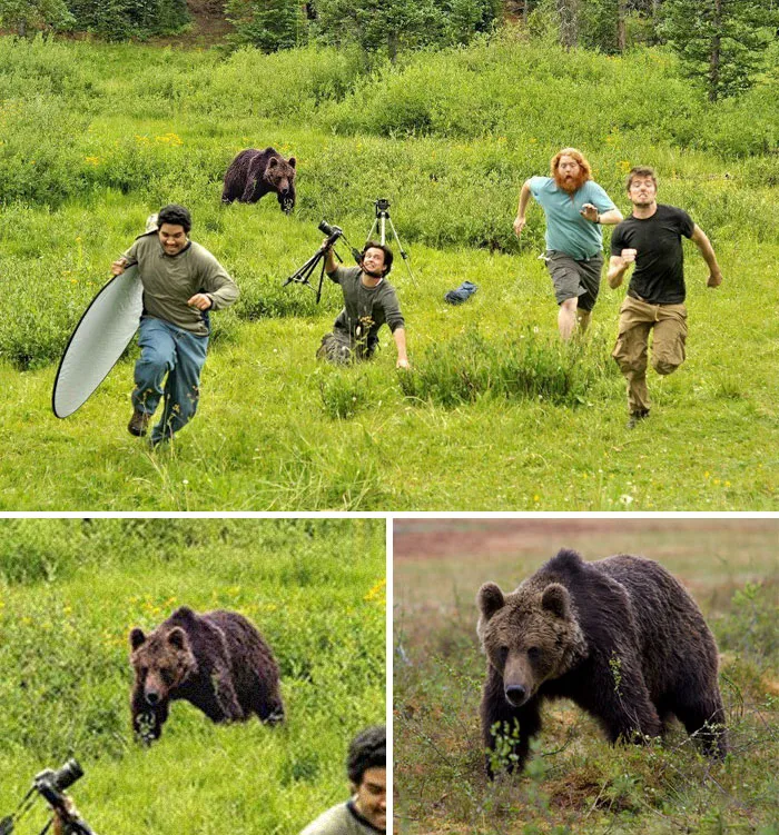 Oso persiguiendo a unos fotógrafos de NatGeo
