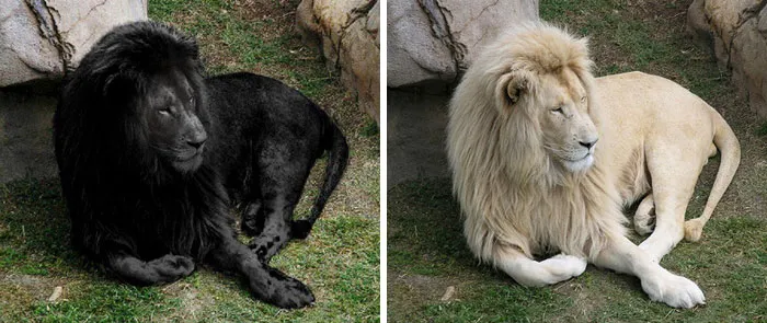 León negro