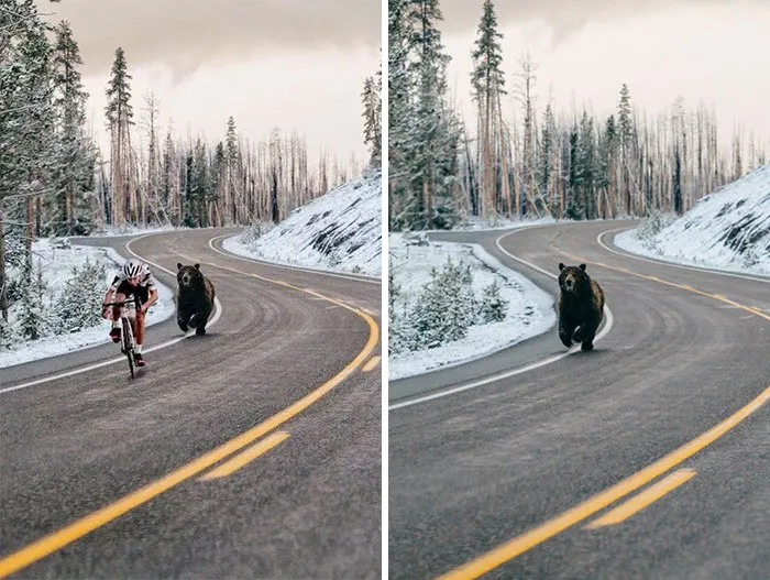 Oso persiguiendo a un ciclista