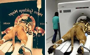 30 Fake Viral Photos People Believed Were Real