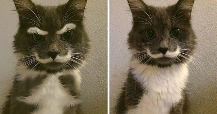 Como el bigote no era bastante, le añadieron cejas