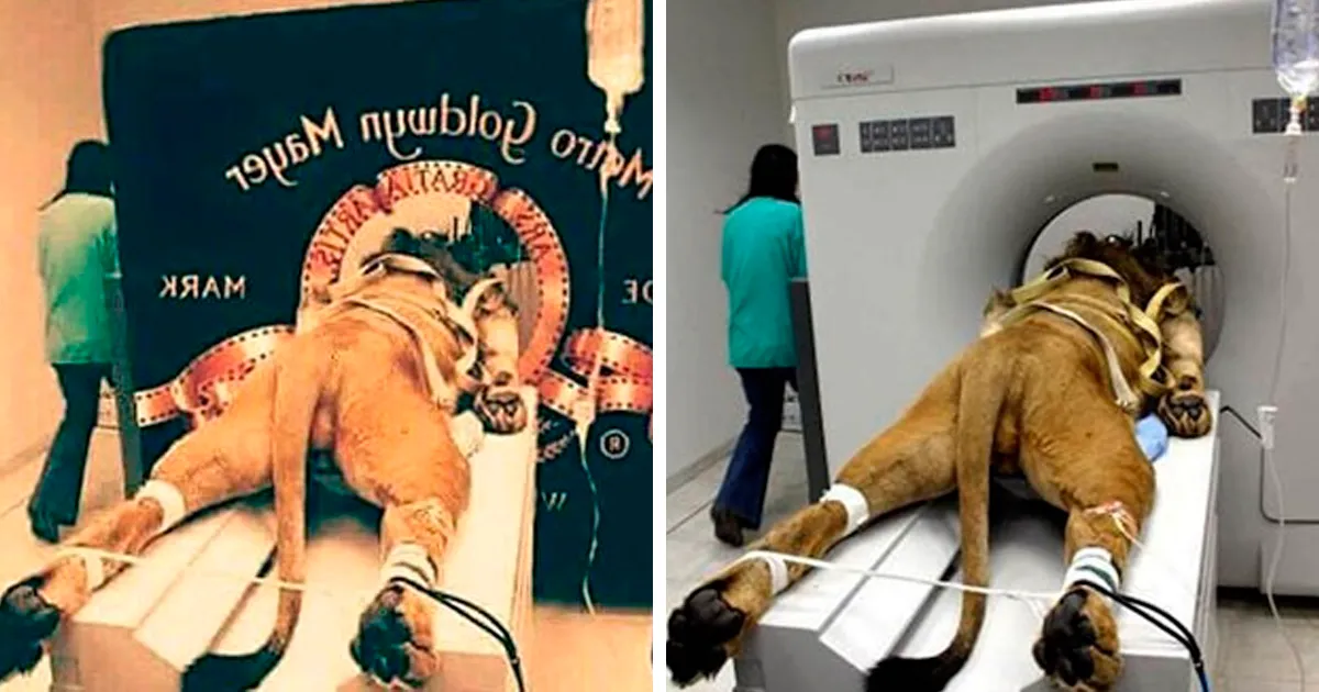 26 Fake Viral Photos People Believed Were Real