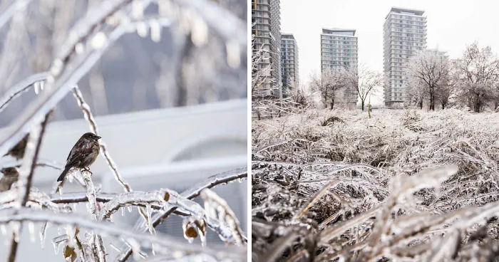 I Photographed Freezing Rain, Alternately Beautiful And Scary