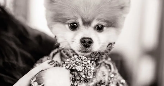 Dogs Take Over The Catwalk At Fashion Week
