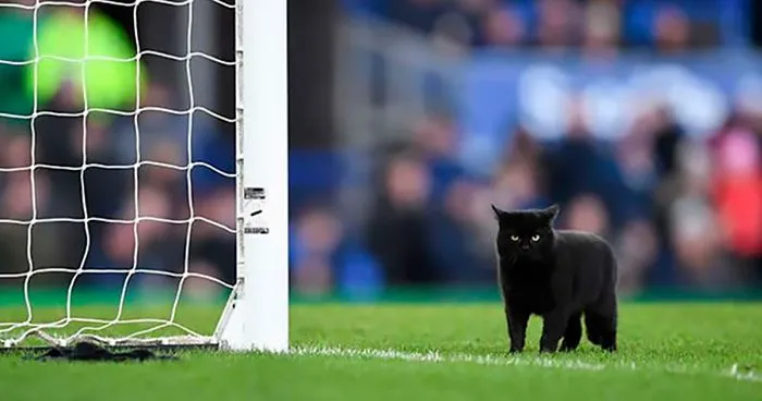 Black Cat Enters A Soccer Match And Unsurprisingly Refuses To Leave