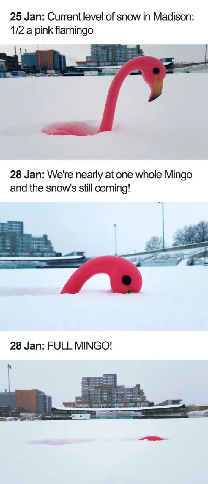 El nivel de la nieve ha cubierto a todo el flamenco
