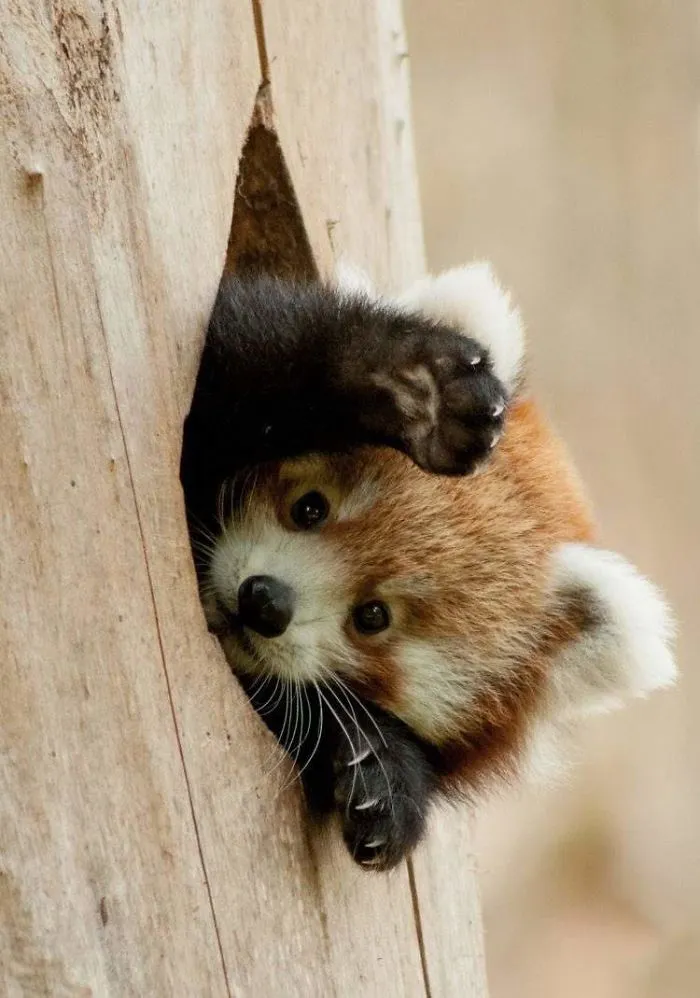 There's A Red Panda Popping Out Of A Hole! They Said... Share Your Photoshopped Images Of This Guy!