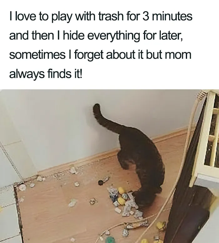 40 Naughty Cats That Deserve Public Shaming