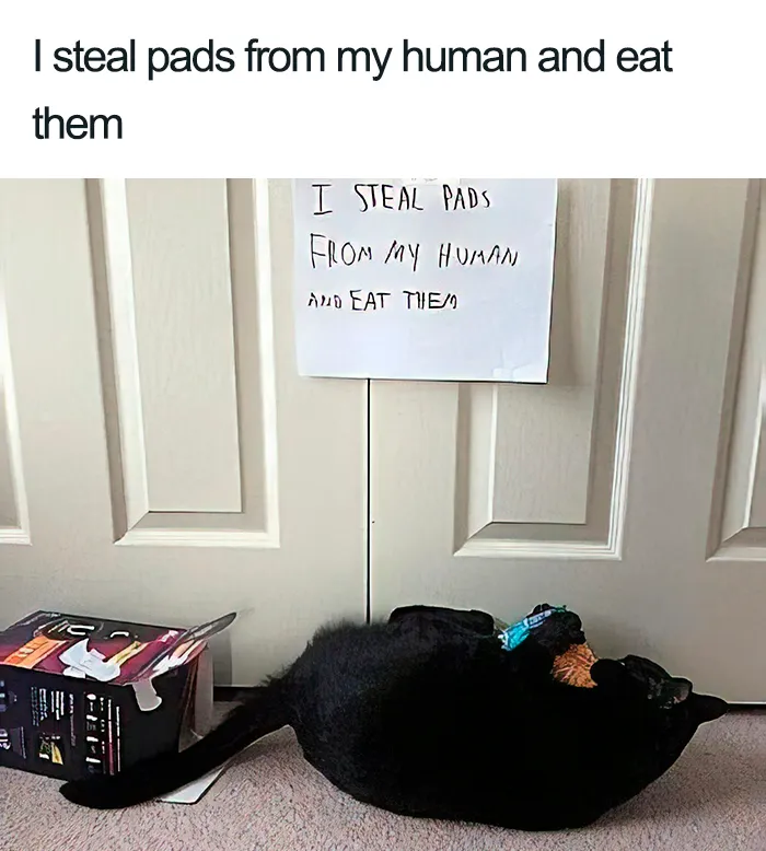 40 Naughty Cats That Deserve Public Shaming