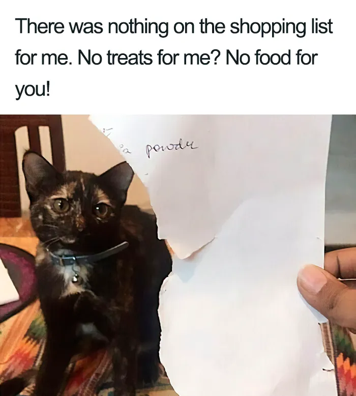 40 Naughty Cats That Deserve Public Shaming