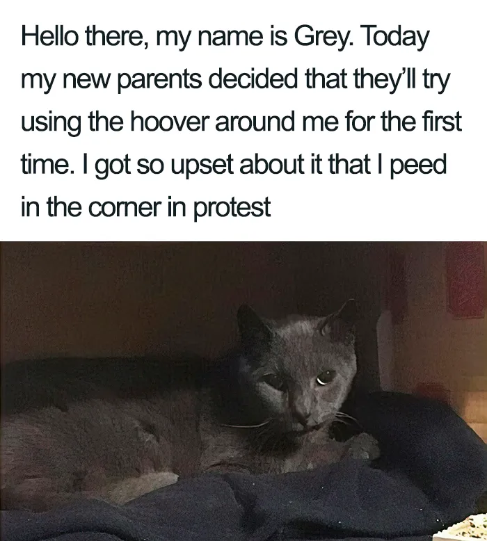 40 Naughty Cats That Deserve Public Shaming