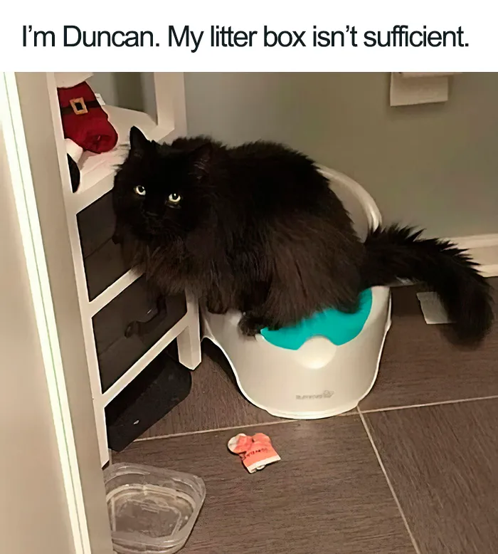 40 Naughty Cats That Deserve Public Shaming
