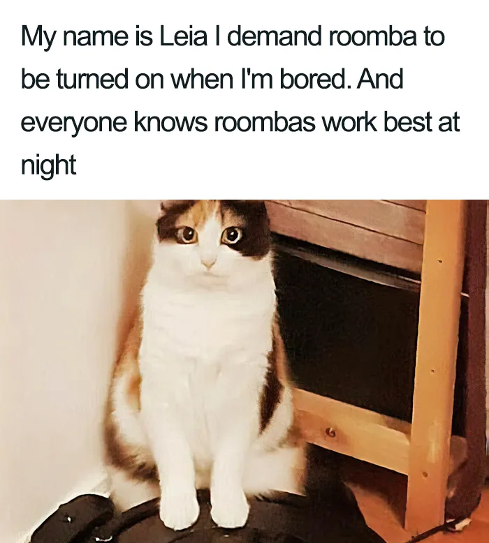 40 Naughty Cats That Deserve Public Shaming