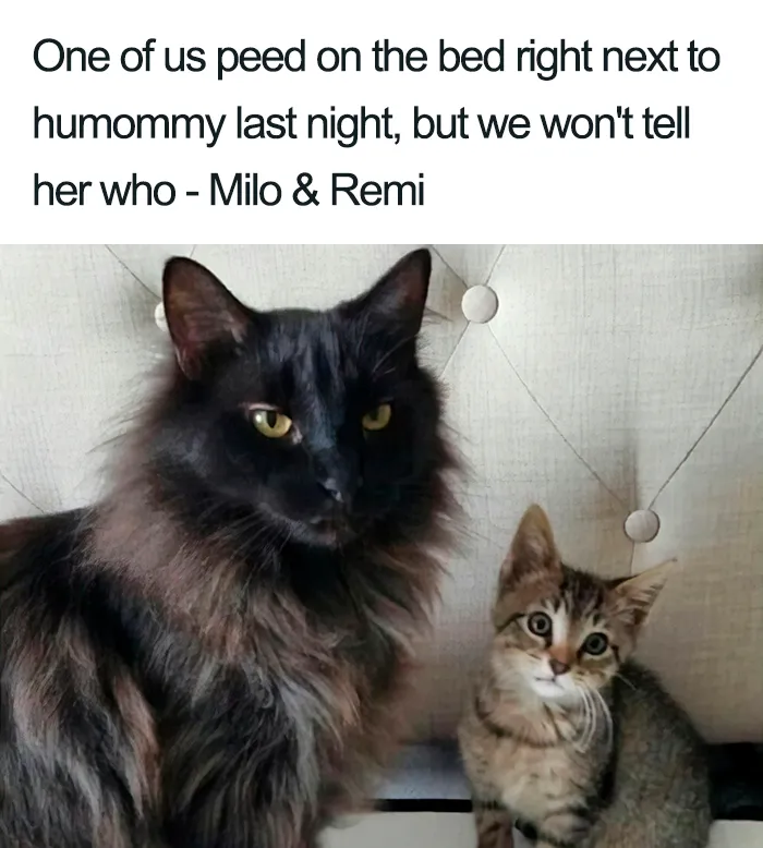 40 Naughty Cats That Deserve Public Shaming