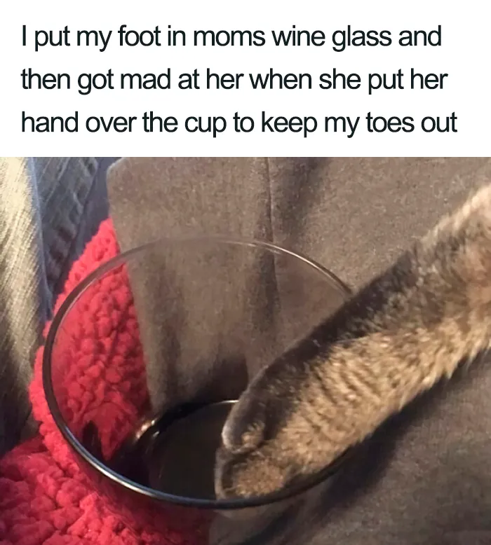 40 Naughty Cats That Deserve Public Shaming