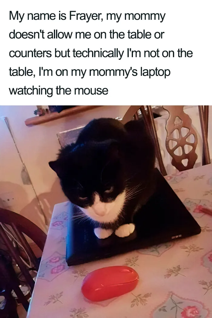 40 Naughty Cats That Deserve Public Shaming