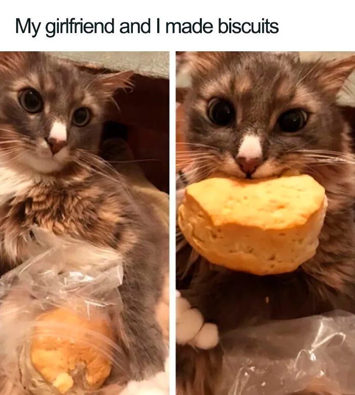 40 Naughty Cats That Deserve Public Shaming