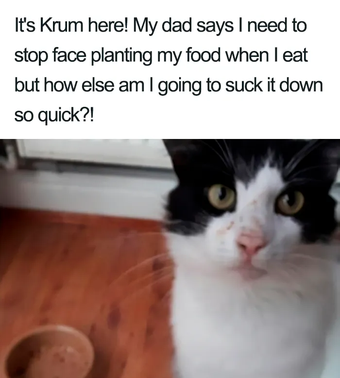 40 Naughty Cats That Deserve Public Shaming