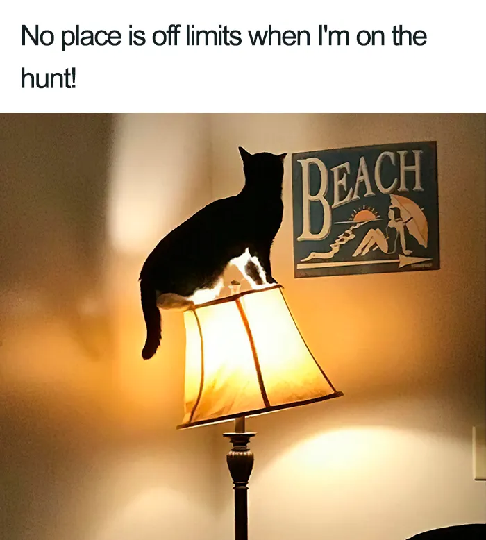 40 Naughty Cats That Deserve Public Shaming
