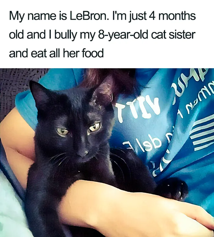 40 Naughty Cats That Deserve Public Shaming
