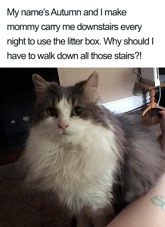 40 Naughty Cats That Deserve Public Shaming