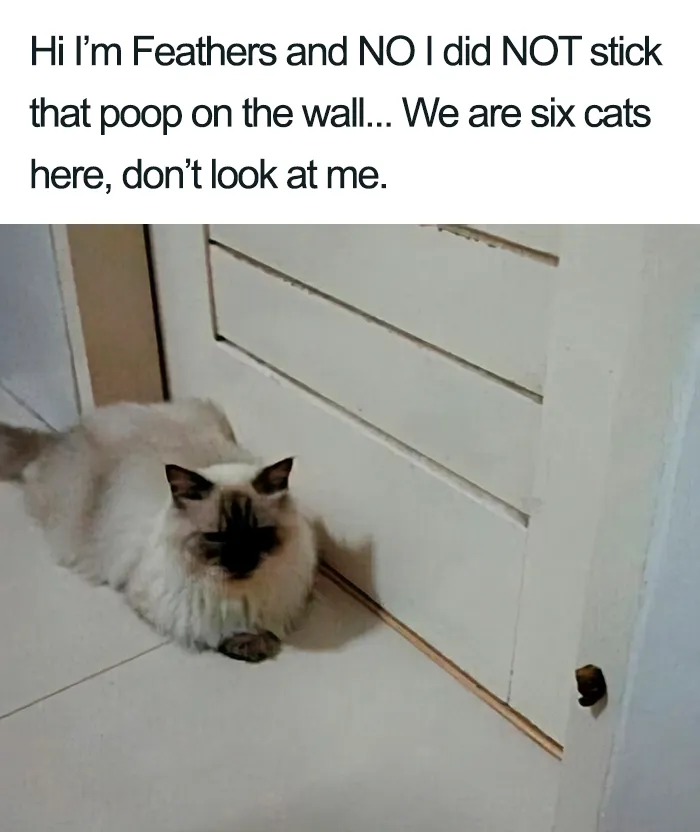 40 Naughty Cats That Deserve Public Shaming