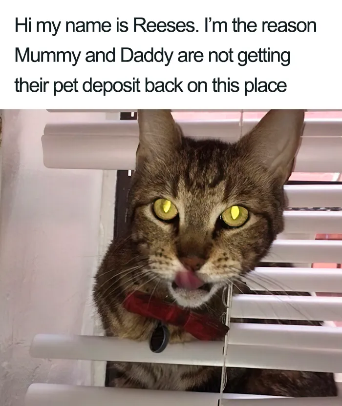 40 Naughty Cats That Deserve Public Shaming