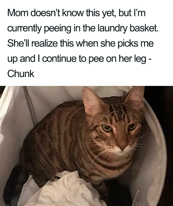 40 Naughty Cats That Deserve Public Shaming