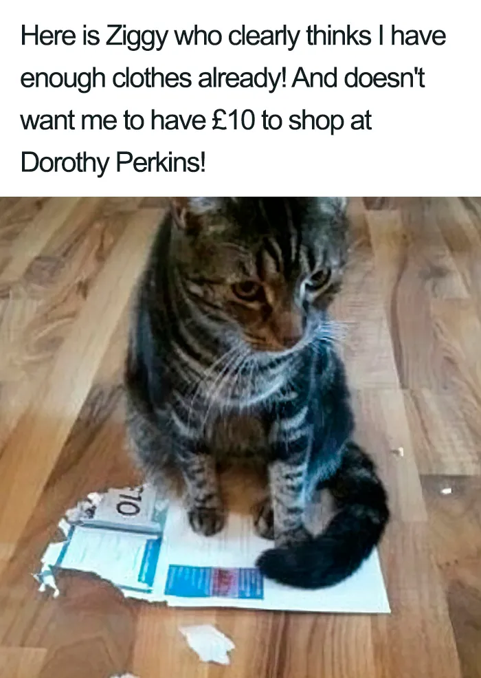 40 Naughty Cats That Deserve Public Shaming