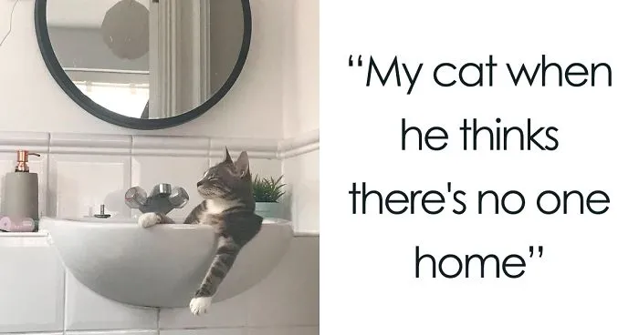 Funny Cats Sleeping In Weirdest Positions Ever