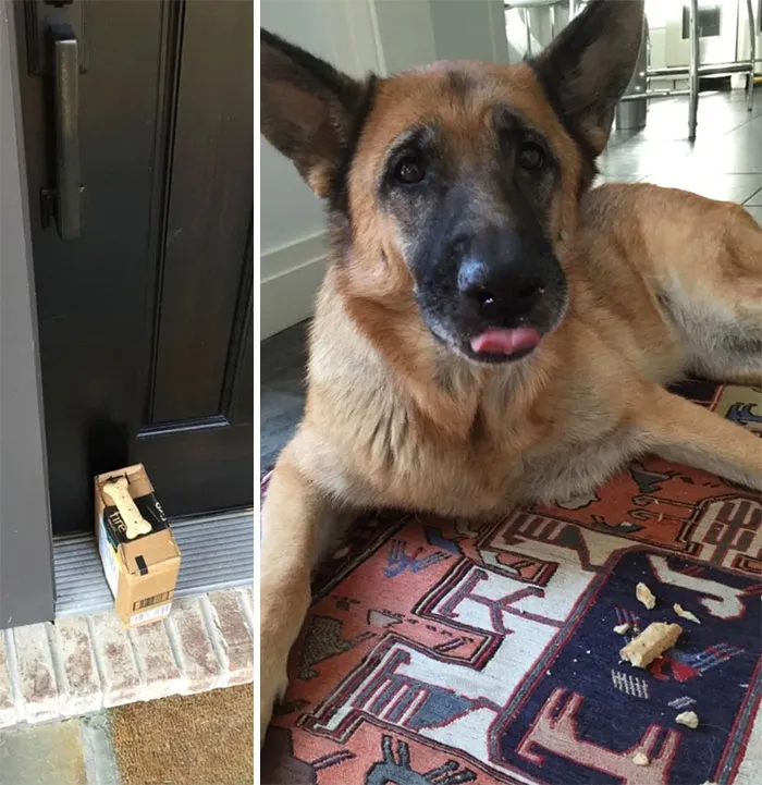 El cartero le trajo un regalo a mi perro