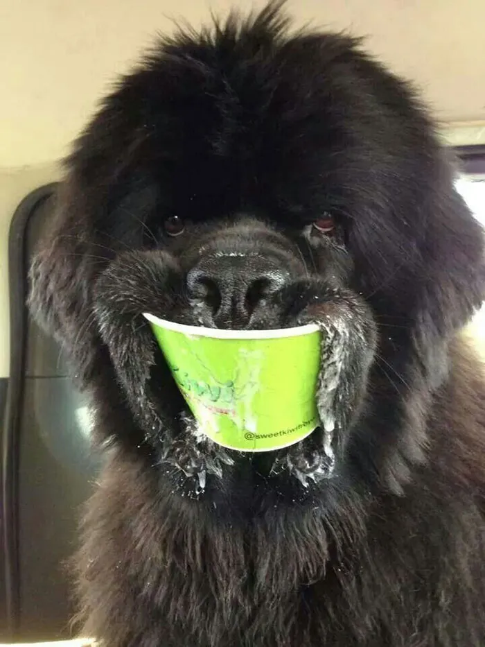 Está rico