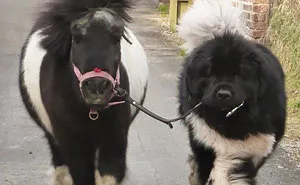 La gente comparte fotos divertidas y adorables de sus perros Terranova, y son increíblemente enormes