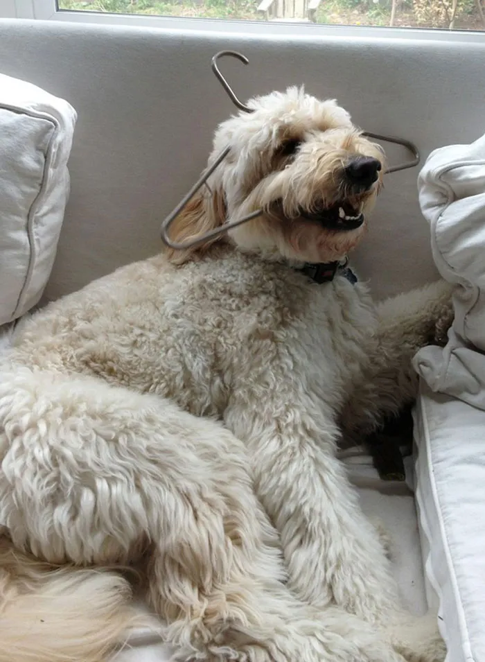 Big fluffy dog biting clothes handle 